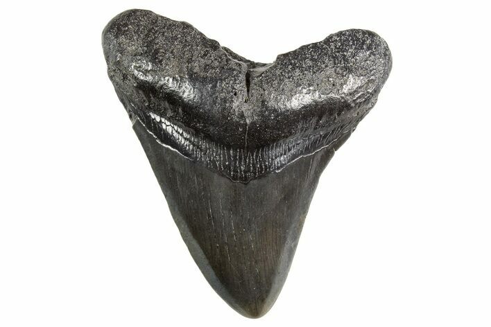 Fossil Megalodon Tooth - South Carolina #321338
